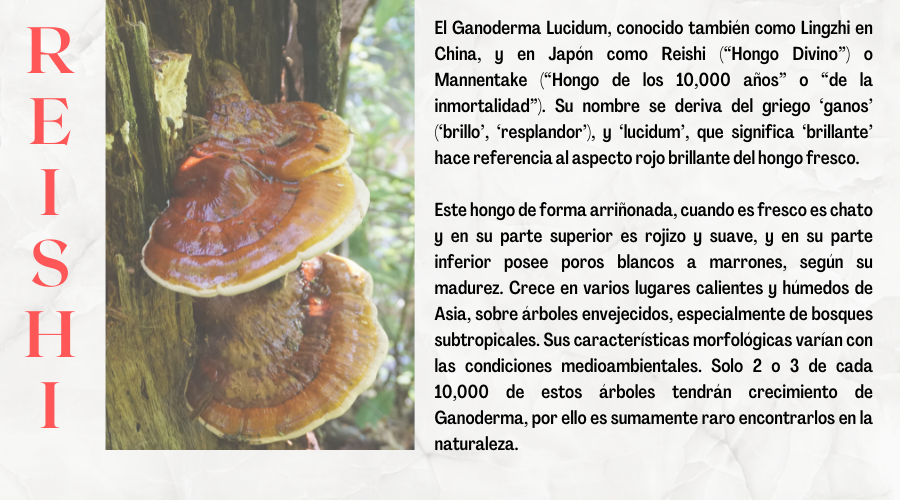 Venta de Ganoderma en Nutrichen Puebla